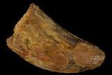 Bargain, 1.25" Carcharodontosaurus Tooth - Real Dinosaur Tooth - #131265-1